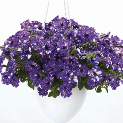 Petunia Night Sky