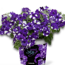 Petunia Night Sky