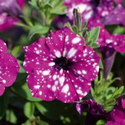 Petunia Electric Purple Sky