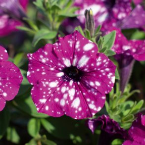 Petunia Electric Purple Sky