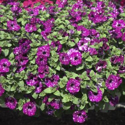 Petunia Electric Purple Sky