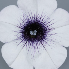 Petunia Surfinia Blue Vein