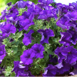 Petunia Surfinia Giant Blue