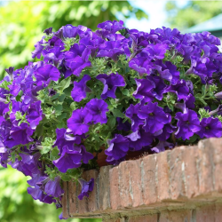 Petunia Surfinia Giant Blue