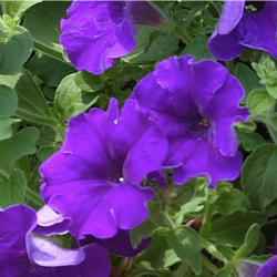 Petunia Surfinia Giant Blue
