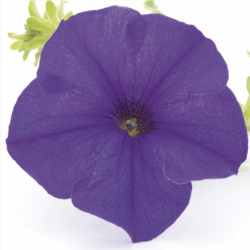 Petunia Surfinia Giant Blue