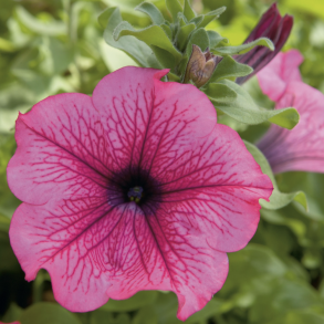 Petunia Surfinia Hot Red