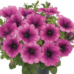 Petunia Surfinia Hot Red