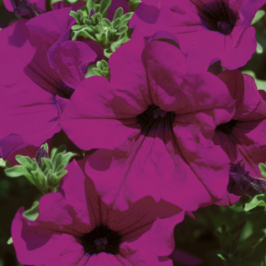 Petunia Surfinia Purple