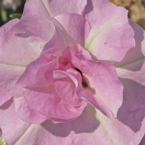 Petunia SweetSunshine Light Pink