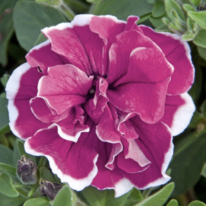 Petunia SweetSunshine Magenta Picotee