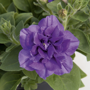 Petunia SweetSunshine Provence