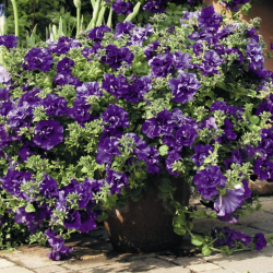 Petunia SweetSunshine Provence