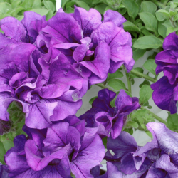 Petunia SweetSunshine Provence