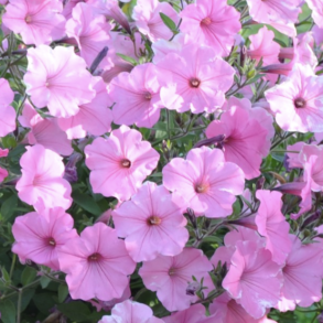 Petunia Vista Bubblegum