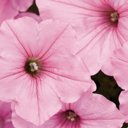Petunia Vista Bubblegum