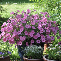 Petunia Vista Bubblegum