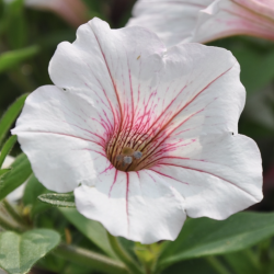 Petunia Vista Silverberry