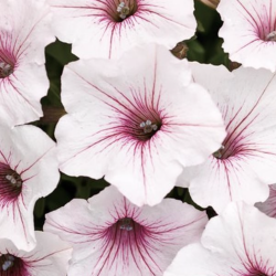 Petunia Vista Silverberry