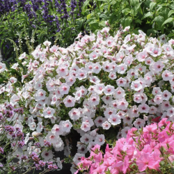 Petunia Vista Silverberry