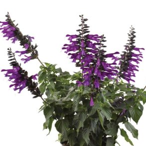 Salvia hybrid Amistad 🐝