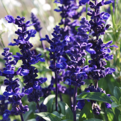 Salvia Midnight Candle 🐝