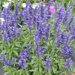 Salvia Midnight Candle 🐝