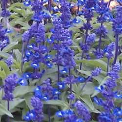 Salvia Midnight Candle 🐝