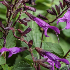 Salvia Rockin Deep Purple 🐝