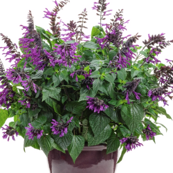 Salvia Rockin Deep Purple 🐝