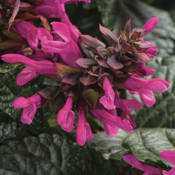 Salvia Rockin Fuchsia 🐝