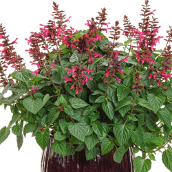 Salvia Rockin Fuchsia 🐝