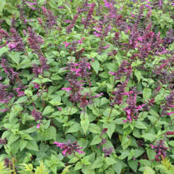 Salvia Rockin Fuchsia 🐝