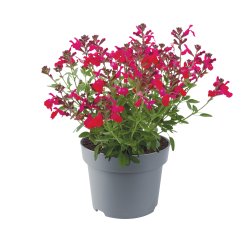 Salvia Mirage Hot Pink