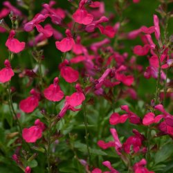 Salvia Mirage Hot Pink