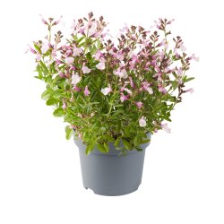 Salvia Mirage Soft Pink