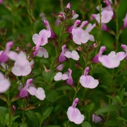 Salvia Mirage Soft Pink