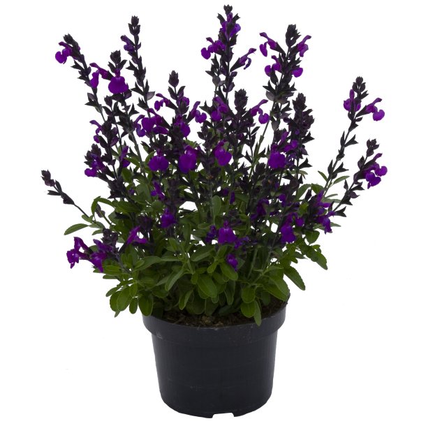 Salvia Mirage Violet
