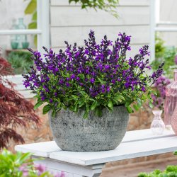 Salvia Mirage Violet