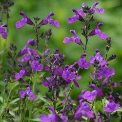 Salvia Mirage Violet