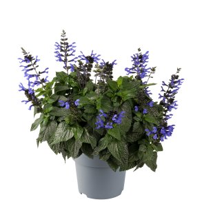 Salvia Blooms Black  & Bloom 🐝