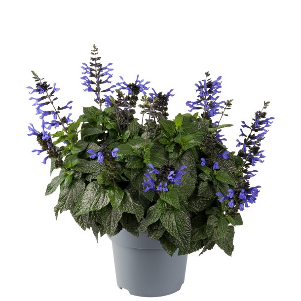 Salvia Blooms Black  &amp; Bloom 🐝