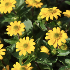 Sanvitalia Powerbini