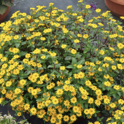 Sanvitalia Powerbini