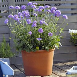 Scabiosa Mariposa Blue 🐝
