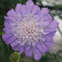 Scabiosa Mariposa Blue 🐝