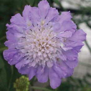 Scabiosa Mariposa Blue 🐝