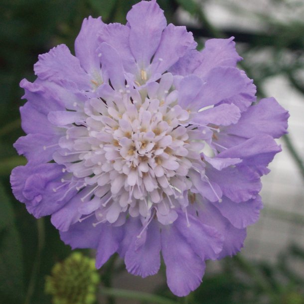 Scabiosa Mariposa Blue &#128029;