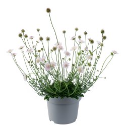 Scabiosa Kudo White 🐝
