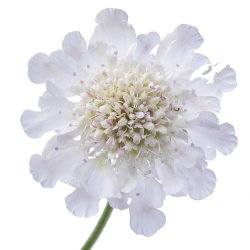 Scabiosa Kudo White 🐝